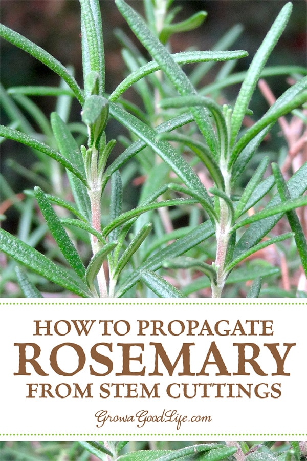 How To Propagate A Rosemary Plant From Stem Cuttings,Bean Curd Soup