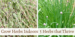 Grow Herbs Indoors: 5 Herbs That Thrive Inside | Grow a Good Life