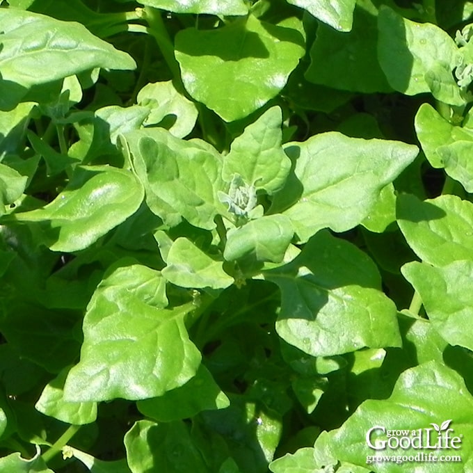 close up of a NZ spinach plant in the garden