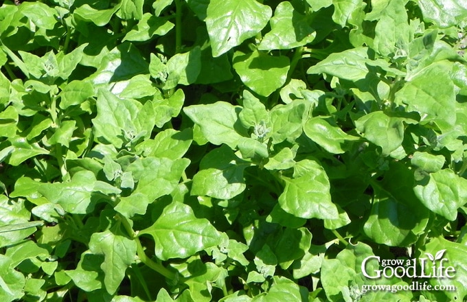 New Zealand spinach ready for harvesting