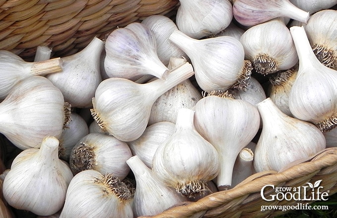 image of a basket of cured garlic ready for storing for winter