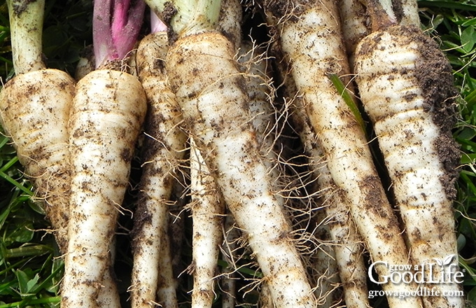 overhead photo of parsnips freshly harvested from the garden