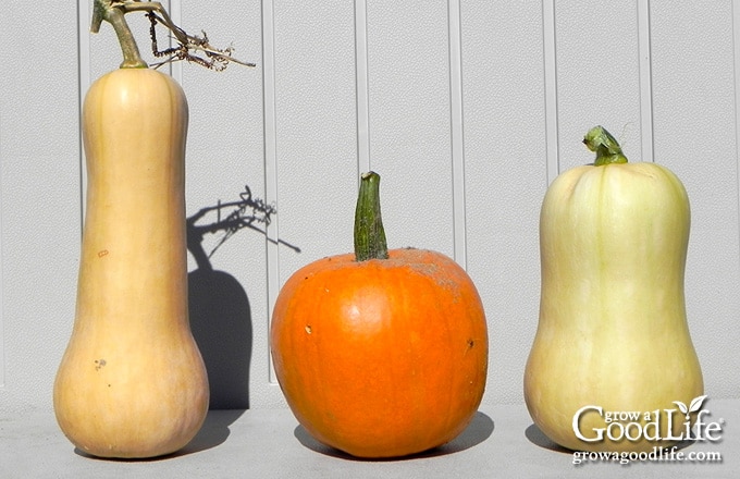 image of two butternut squash and a small pie pumpkin on a garden bench
