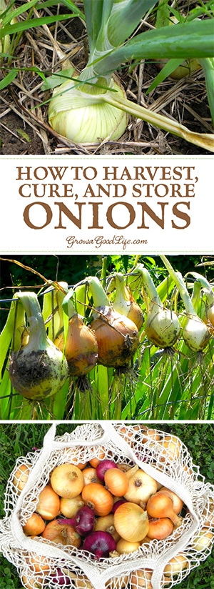 Learn when to harvest and how to cure storing onions to provide delicious flavor to winter soups, bone broths, chili, stews, and roasts.