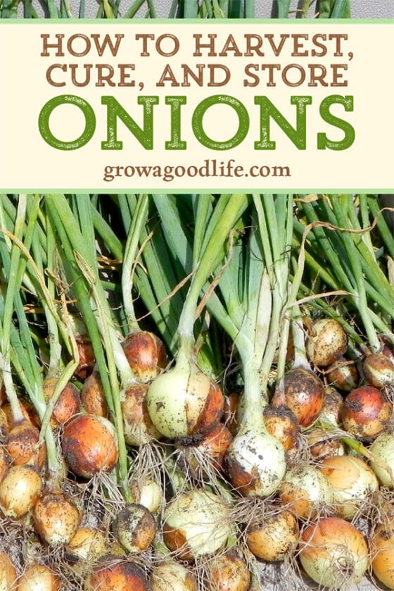 Harvesting, Curing, and Storing Onions