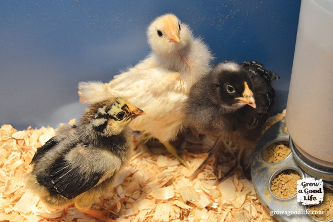Adding Chickens to the Flock | Grow a Good Life