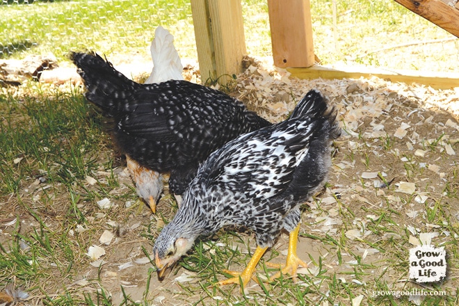 Adding Chickens to the Flock | Grow a Good Life