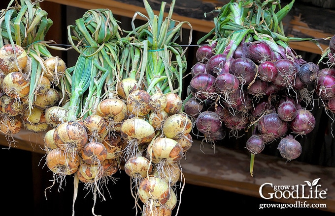 red and yellow onions hanging to dry