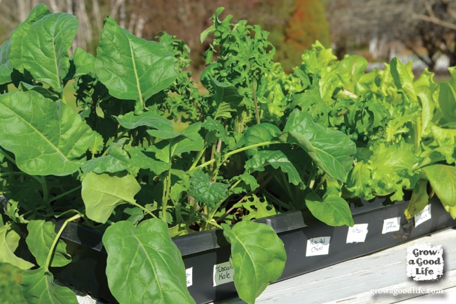 How to Harden Off Seedlings | Grow a Good Life