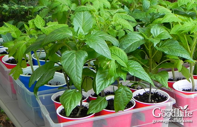 pepper and tomato seedlings hardening off outside in the shade