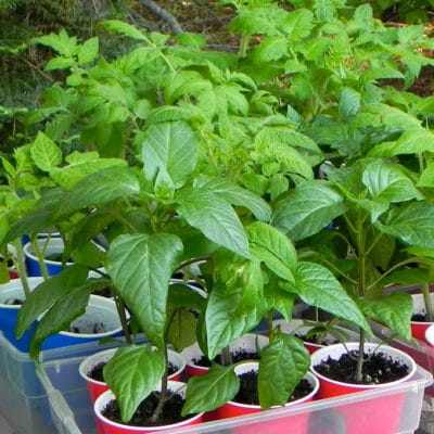 young pepper and tomato seedlings on a table outside in the shade