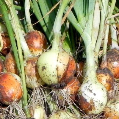 freshly harvested onions layered on a table