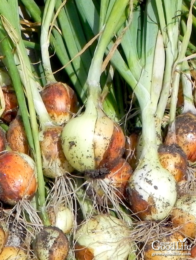 freshly harvested onions layered on a table