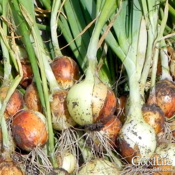 Harvesting, Curing, and Storing Onions