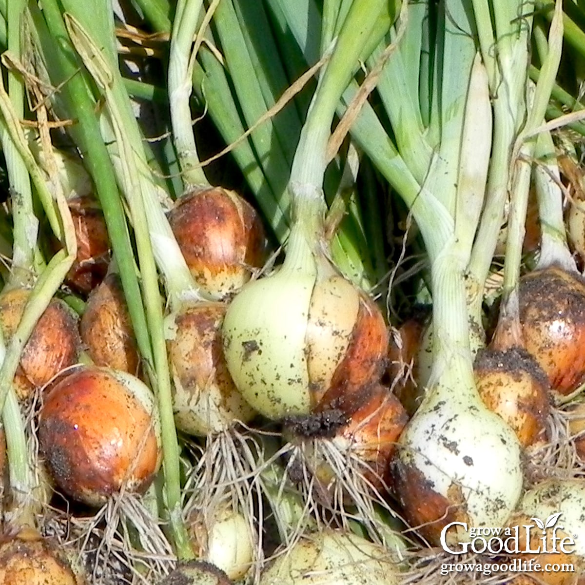 Freshly harvested onions on a garden bench.