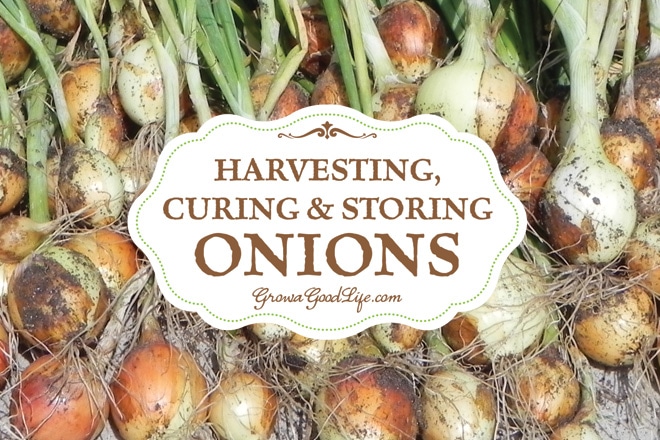 Harvesting Curing And Storing Onions