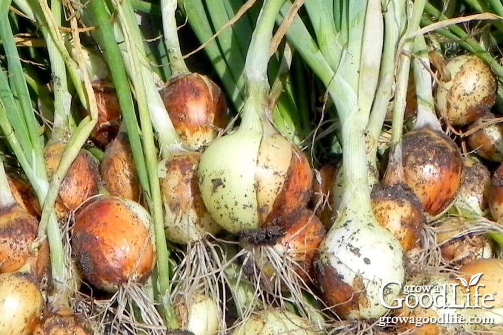 Close up of freshly harvested garden onions on a garden bench.