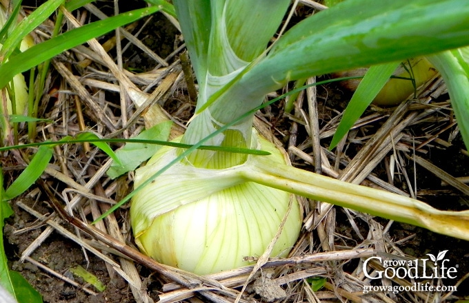 closeup of an onion growing in the garden