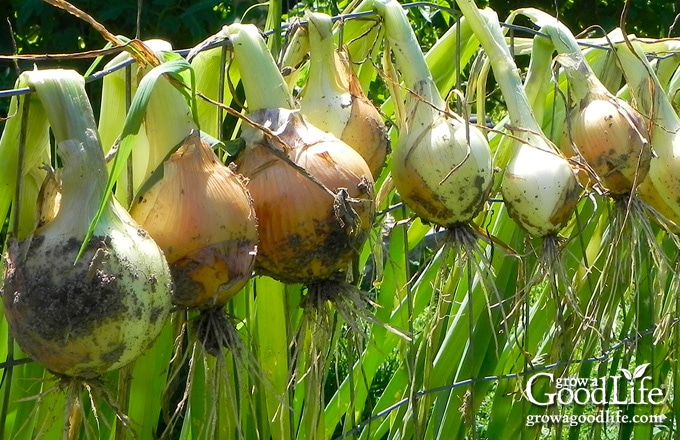 Learn How to Harvest, Cure, and Store Onions 🧅