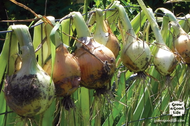 Harvesting, Curing, and Storing Onions