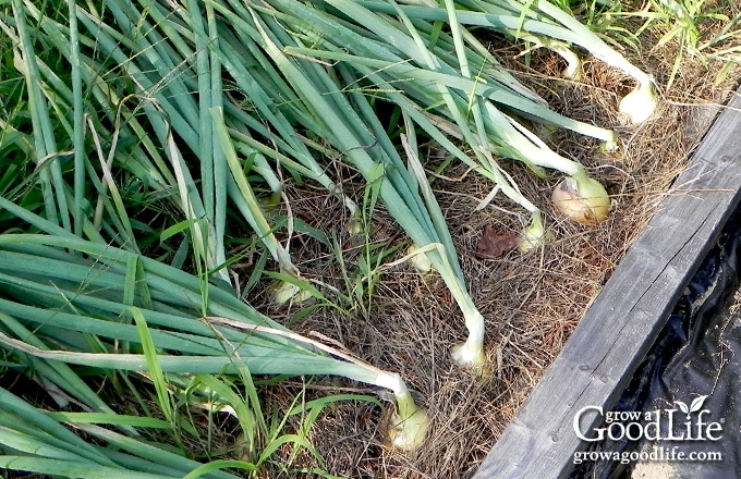 onions in the garden
