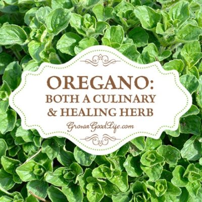 Oregano: Both a Culinary & Healing Herb | Grow a Good Life