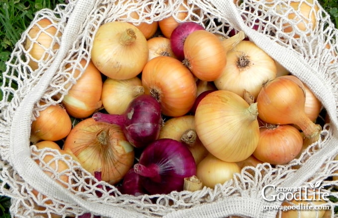 Properly cured onions stored in a mesh bag for winter storage.