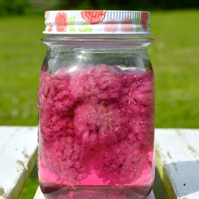 Make your own chive blossom vinegar. See how easy it is to infuse vinegar with a subtle onion essence and a purple blush of color.