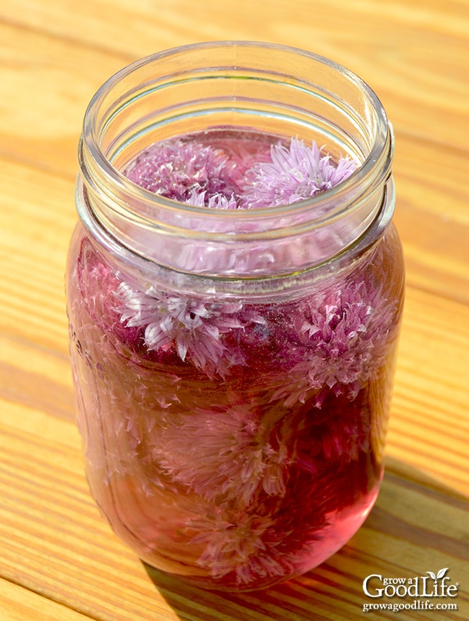 See how to make a delicious flavored vinegar using fresh chive blossoms from the garden. Use chive blossom vinegar in your favorite salad dressings and marinades.