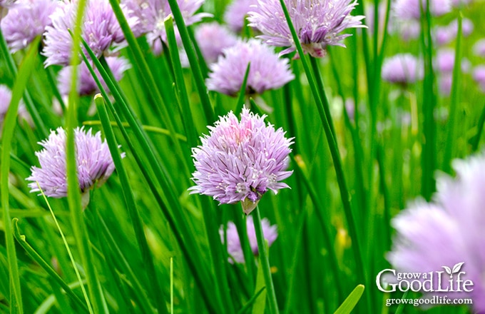 Crea il tuo aceto di fiori di erba cipollina. Guarda quanto è facile infondere l'aceto con una sottile essenza di cipolla e un rossore viola di colore.