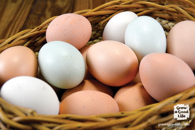 This egg recipe roundup includes a variety of nutritious meals made with eggs. Explore egg recipes from breakfast to dinner and a few snacks as well.