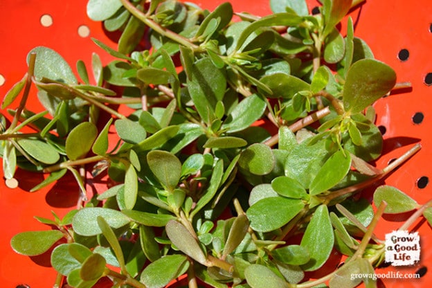 Purslane Harvest | Grow a Good life - Grow a Good Life