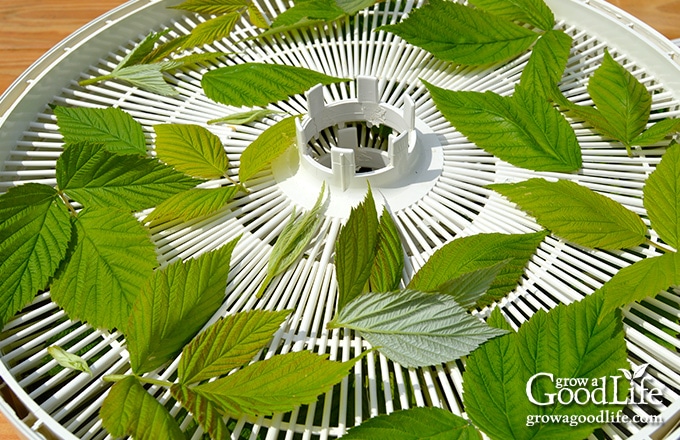 Raspberry leaves spread on a dehydrator screen