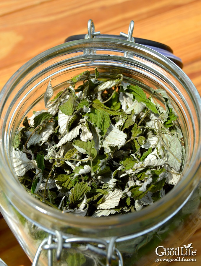 How to Harvest & Preserve Red Raspberry Leaf Tea