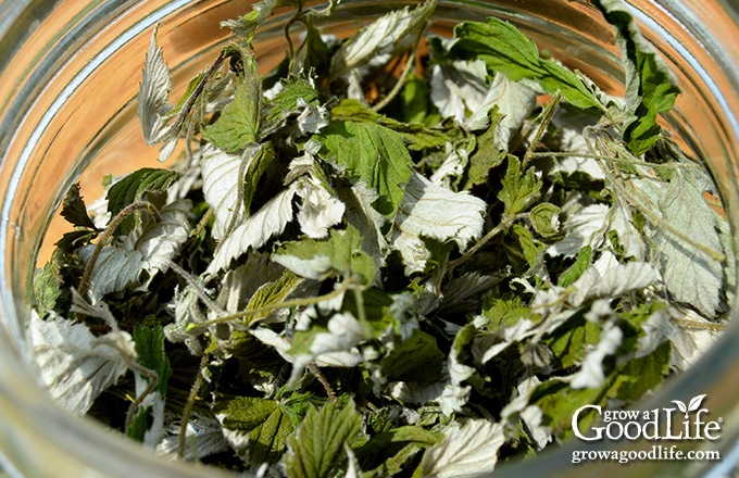 closeup of dehydrated raspberry leaf in a jar