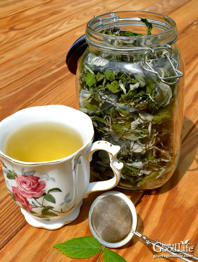 Himbeerblättertee ist köstlich und ähnelt einem leichten grünen Tee ohne Koffein. Sehen Sie, wie man rote Himbeerblätter für Tee sammelt und trocknet.