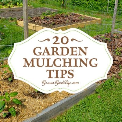 Mulching is one of the best things you can do for your garden. A generous layer of mulch over the soil surface will suppress weeds, retain moisture, and provide and soil enrichment as it decomposes. Mulch also helps protect the soil from erosion, moderates the soil temperature, and makes the garden look neat and tidy. Mulching has some disadvantages as well. It can smother your plants, tie up nutrients, add unwanted chemicals, grow fungus, and slow water penetration.