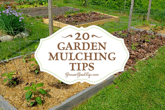 20 Garden Mulching Tips From Seasoned Growers