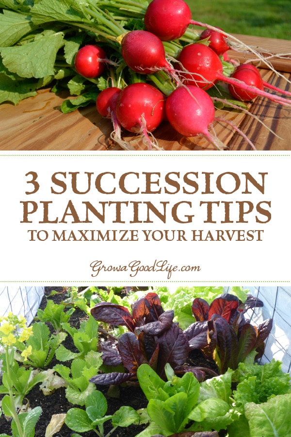 Learn how to grow vegetables through the seasons with a succession planting strategy. Visit for three succession planting tips to maximize your vegetable garden harvest.