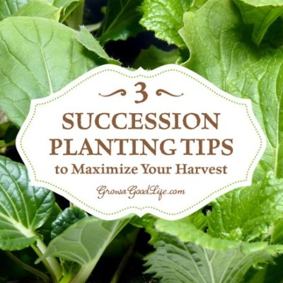 The goal of succession planting is to make the most of your garden space and keep the beds growing and producing fresh harvests.