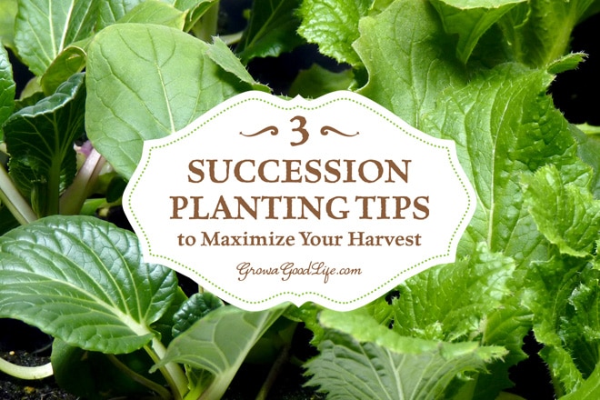 3 Succession Planting Tips to Maximize Your Harvest