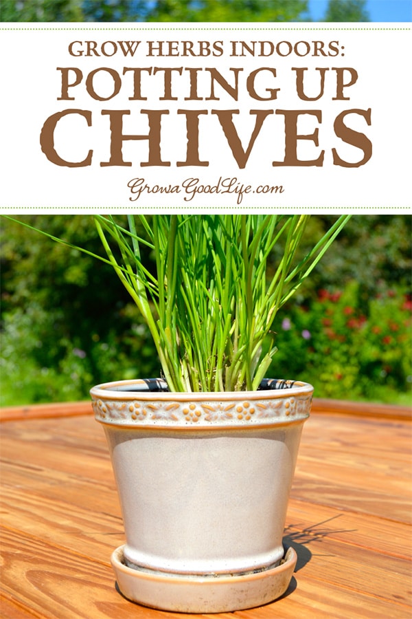 How to Divide Chives: Chives are more productive if divided regularly every couple of years. See how easy it is to divide chives and get more plants for free.