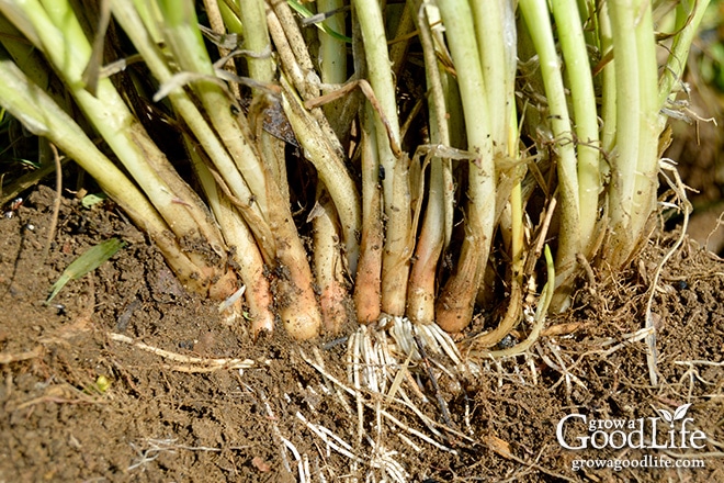 close up image of chive roots