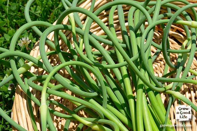 What are garlic scapes and How to Use Them: Over 10 Garlic Scape Recipes shared by fellow bloggers. Enjoy the mild garlic flavor with a hint of sweetness.