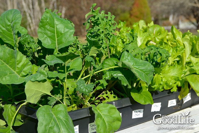 Sowing seeds and growing seedlings in pots and trays can give them a head start.