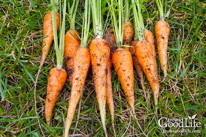 Carrots can be harvested at baby stage or left to grow to fully mature.