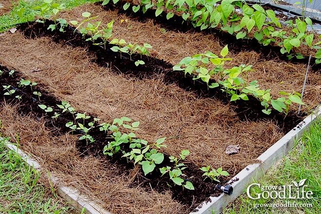 bush beans mulched with pine straw