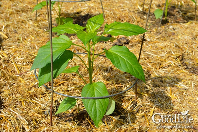 mulched pepper seedling in the garden