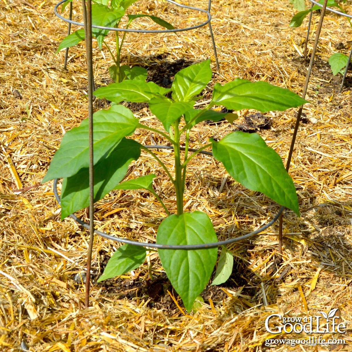 Pepper plants in a square foot garden mulched with straw.