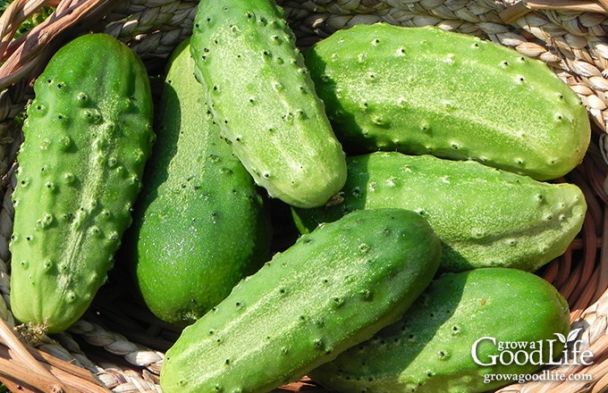 Granny S Bread And Butter Pickles Recipe